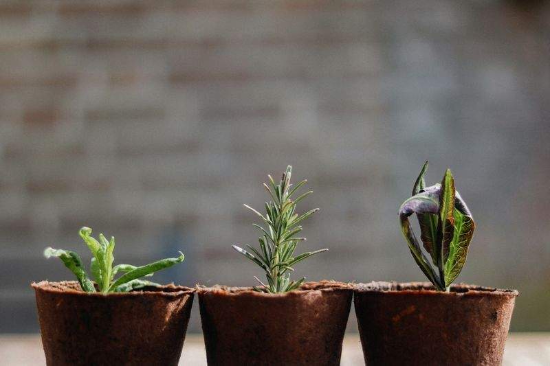 冬の庭を彩る植物選び